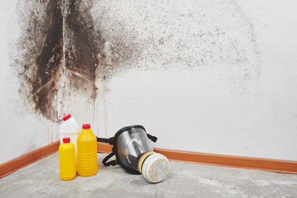Best Residential Mold Remediation in Dadeville, AL