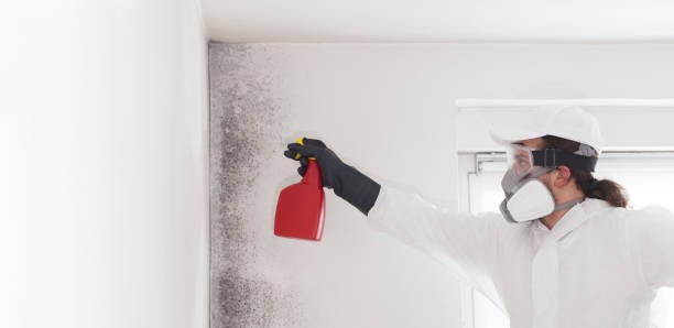 Best Post-Remediation Services in Dadeville, AL
