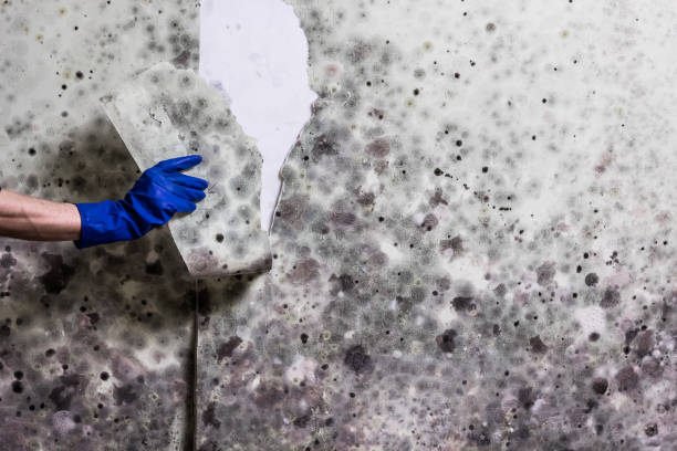 Best Black Mold Remediation in Dadeville, AL